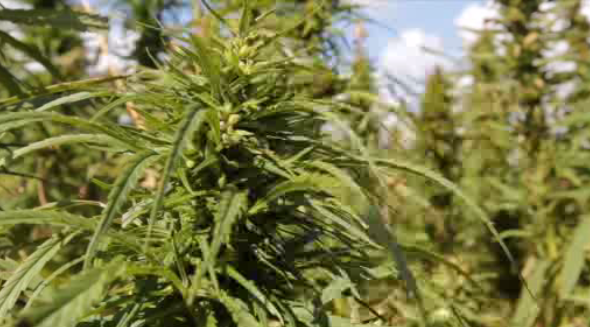 Hemp ban in federal funding bill could end Minnesota’s THC edibles and drinks industry