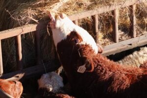 Sky is done falling,’ North Dakota rancher says of dropping cattle prices