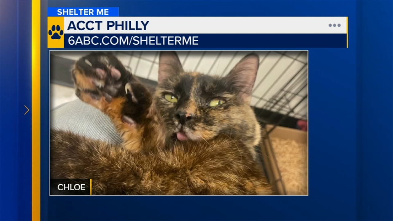 Shelter Me: Meet Chloe from ACCT Philly!