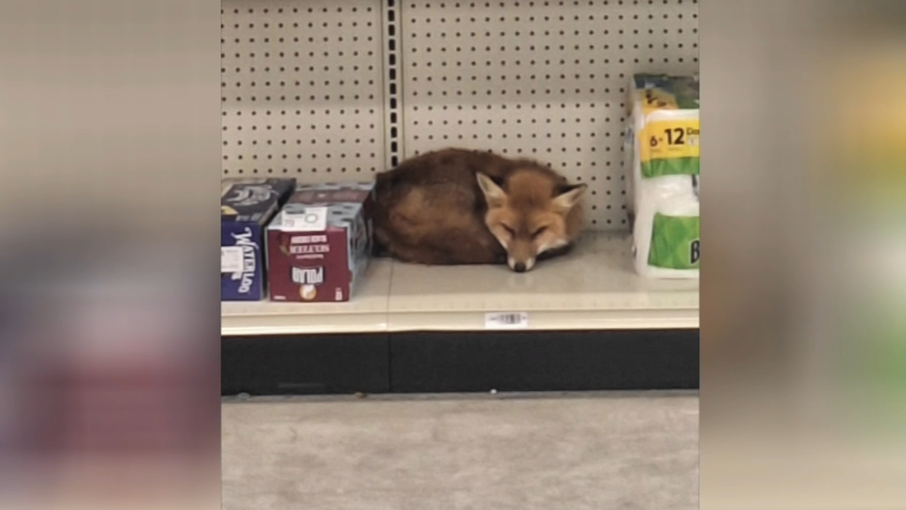 Fox warms up inside Delaware County supermarket amid subfreezing temperatures