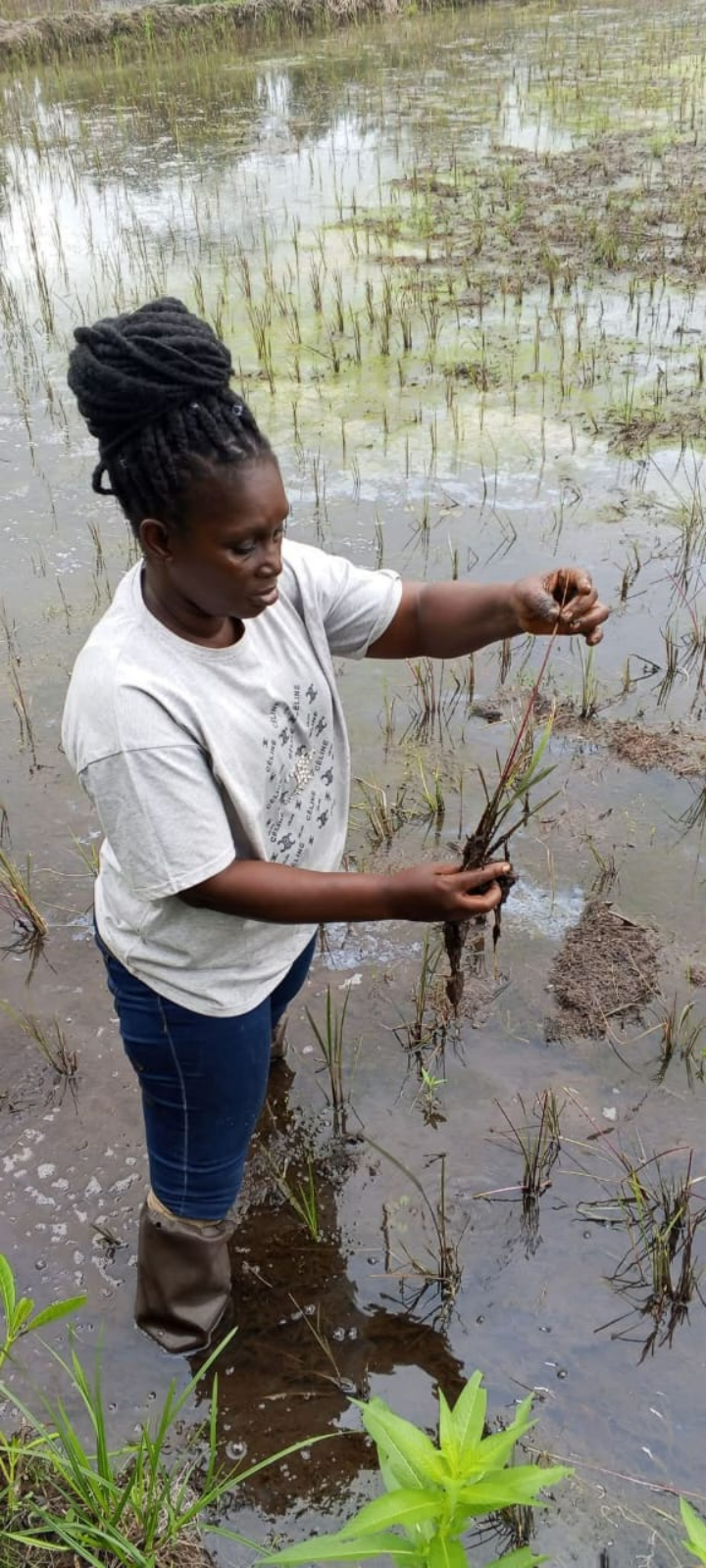 Liberia: CARI Urges Lowland Rice Farmers to Adopt Three to Four Seedlings per Hill to Boost National Rice Production