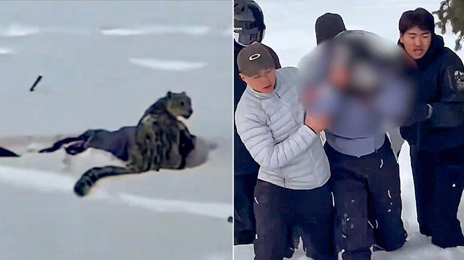 Skier suffers brutal mauling after stepping within 10 feet of snow leopard for photo, video shows