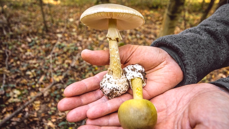 Toxic wild mushrooms linked to 3 deaths as state officials issue urgent warning