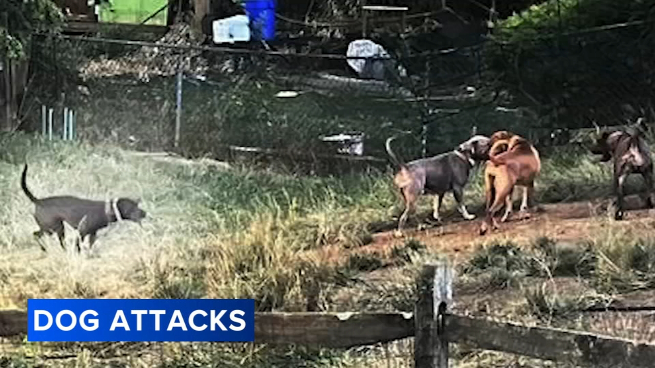 ‘My kids aren’t safe’: Some residents living in fear after dog attacks; owner faces hearing