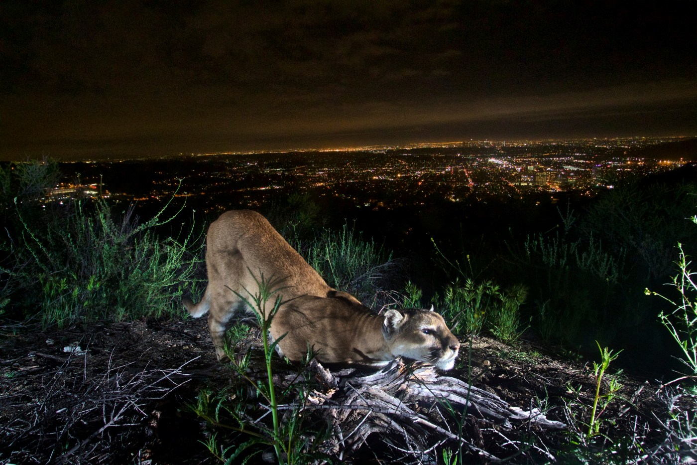 Protection for California mountain lions could become permanent