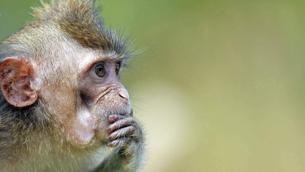 STAT+: As U.S. officials move to reduce animal testing in research, focus may shift to restrictions on imports