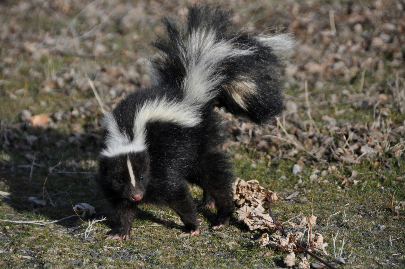 Love’s in the air: It’s skunk mating season