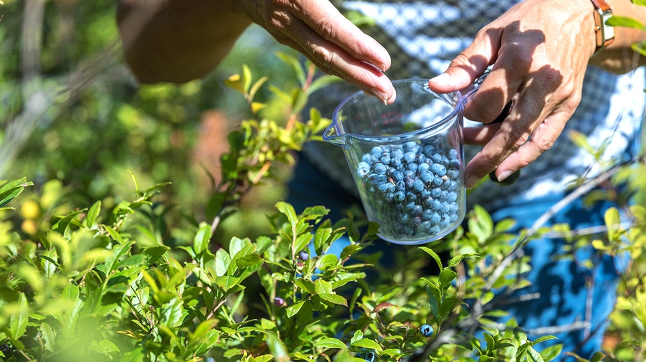 Ancient berry may improve blood vessel function — most people overlook it in the freezer aisle