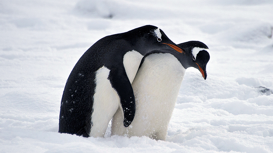 Florida school board votes to keep ‘graphic’ animal sex book on library shelves after backlash